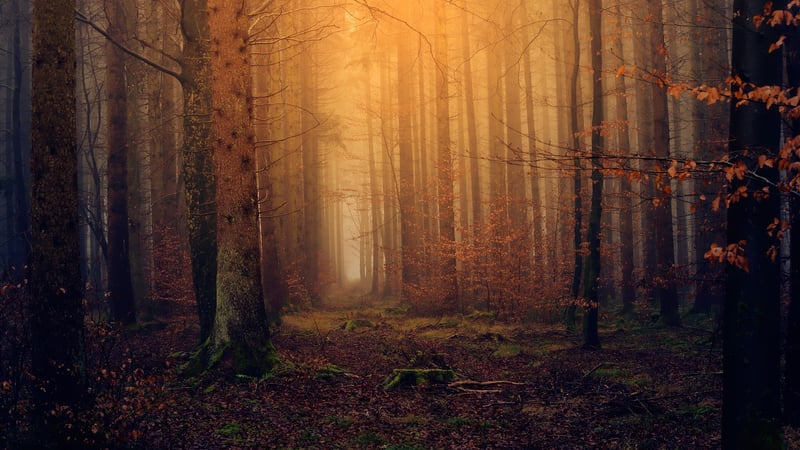 Enchanted Forest Retreat